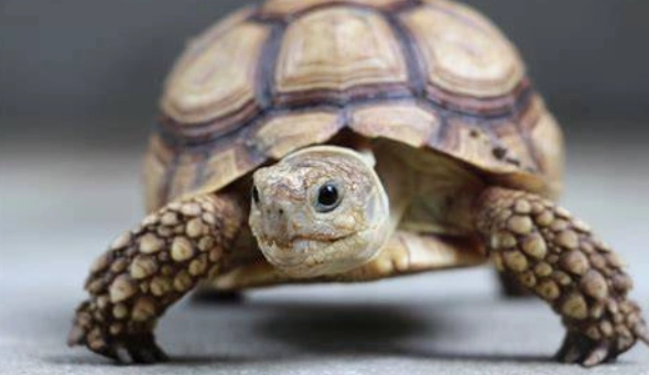 烏龜不能吃什麼水果