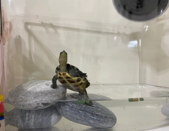 巴西龜環境設置 巴西龜環境設置