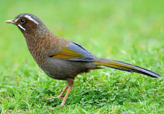 鳥類飼養成本 鳥類飼養成本
