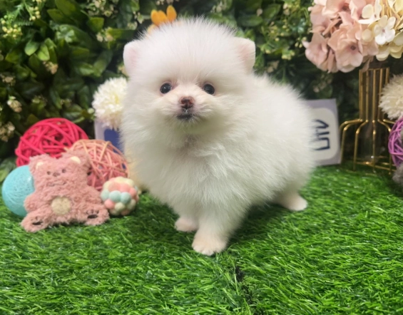 延長迷你博美壽命