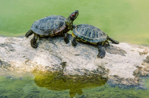 巴西龜環境設置 巴西龜環境設置
