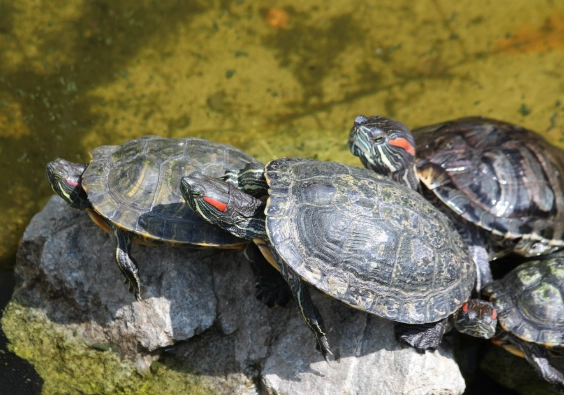 寵物龜認知 寵物龜認知