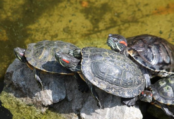 巴西龜飼養箱大小 巴西龜飼養箱大小