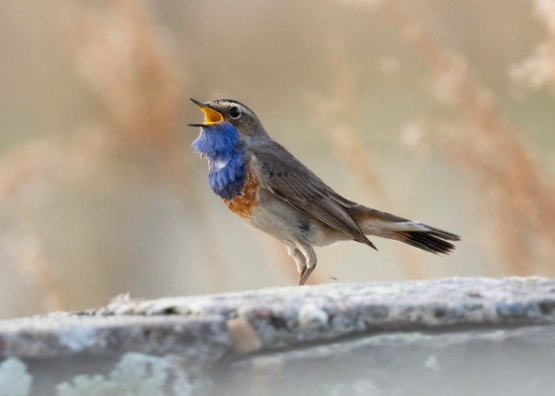 養鳥費用 養鳥費用