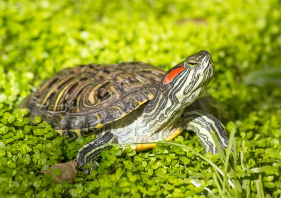 巴西龜認主行為 巴西龜認主行為