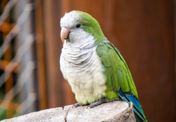 鸚鵡飼養方法 鸚鵡飼養方法