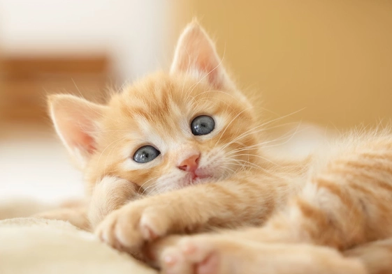 可愛寵物名稱 可愛寵物名稱