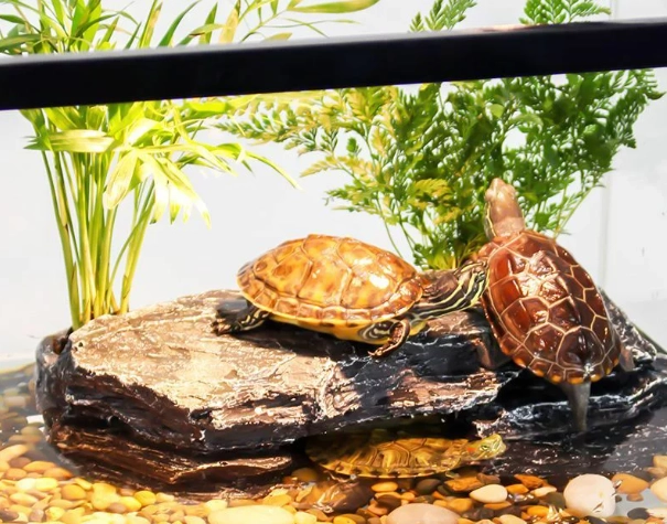 巴西龜飼養箱大小 巴西龜飼養箱大小