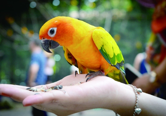 鸚鵡照顧技巧 鸚鵡照顧技巧