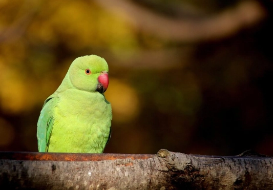 鸚鵡照顧技巧 鸚鵡照顧技巧