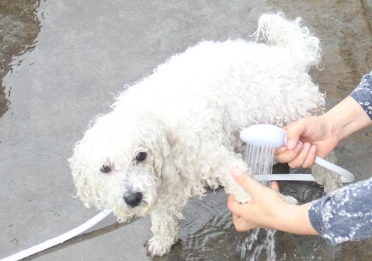 宠物洗澡技巧