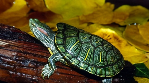 巴西龜認主行為 巴西龜認主行為