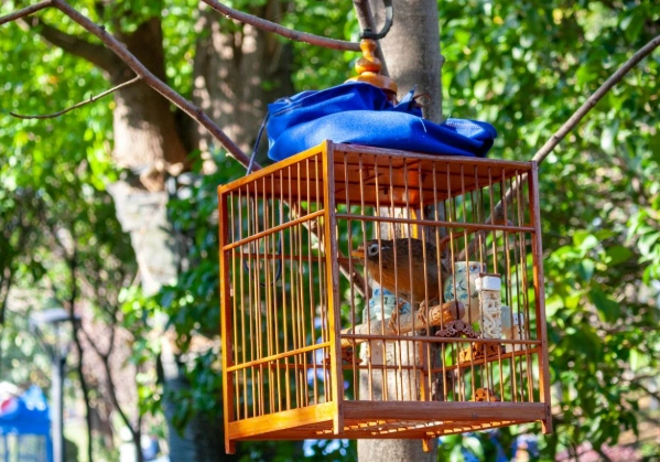 寵物鳥照顧 寵物鳥照顧