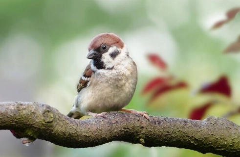 鳥類飼養成本 鳥類飼養成本