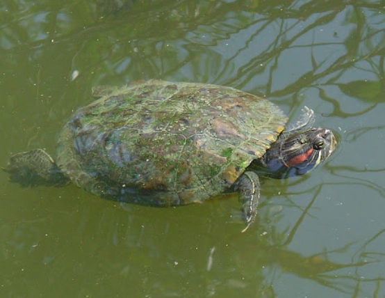 巴西龜水深多少