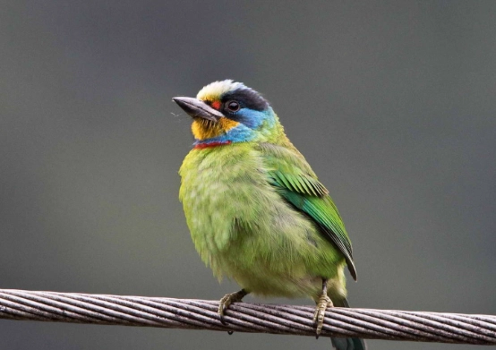 可愛寵物名稱 可愛寵物名稱