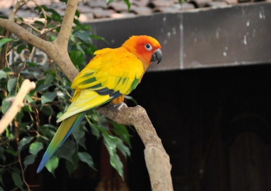 鳥類飼養指南 鳥類飼養指南
