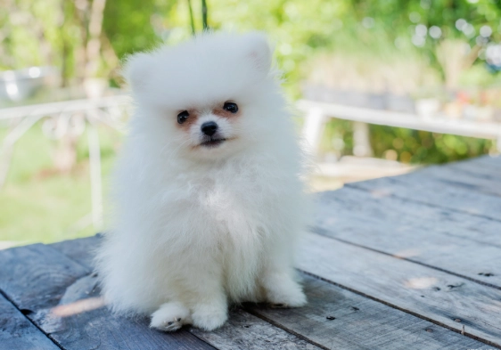 延長迷你博美壽命