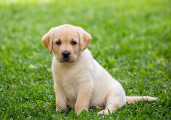 寵物命名靈感 寵物命名靈感