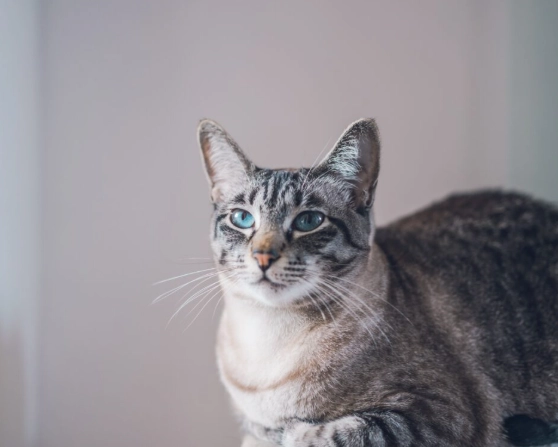 公貓發情期症狀