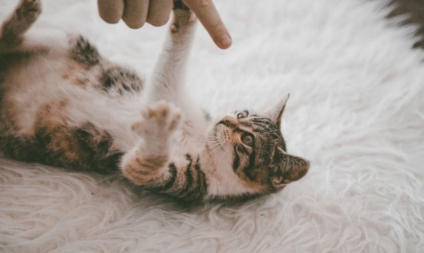 公貓發情期症狀