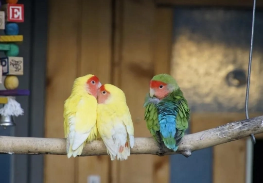 鸚鵡飼養方法 鸚鵡飼養方法