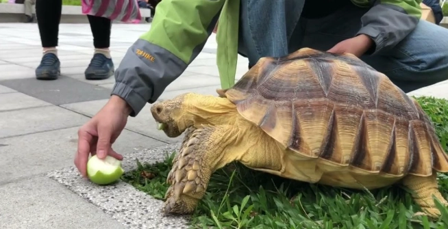 蘇卡達環境佈置