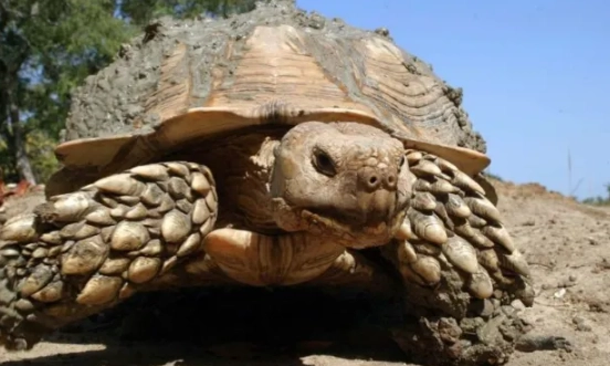 陸龜成年特徵 陸龜成年特徵