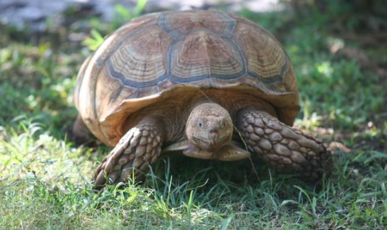 蘇卡達象龜飼養溫度