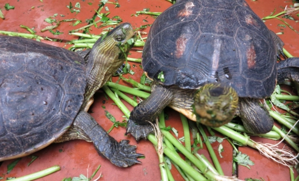 烏龜食物禁忌 烏龜食物禁忌