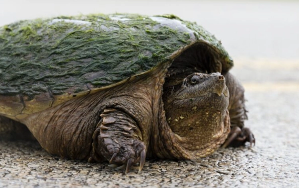 烏龜飲食禁忌 烏龜飲食禁忌