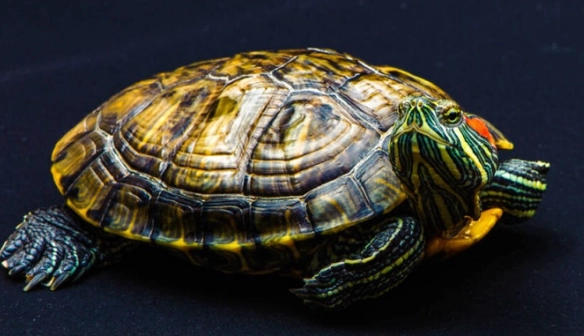 烏龜飲食禁忌 烏龜飲食禁忌