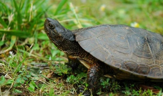 烏龜不能吃的食物 烏龜不能吃的食物