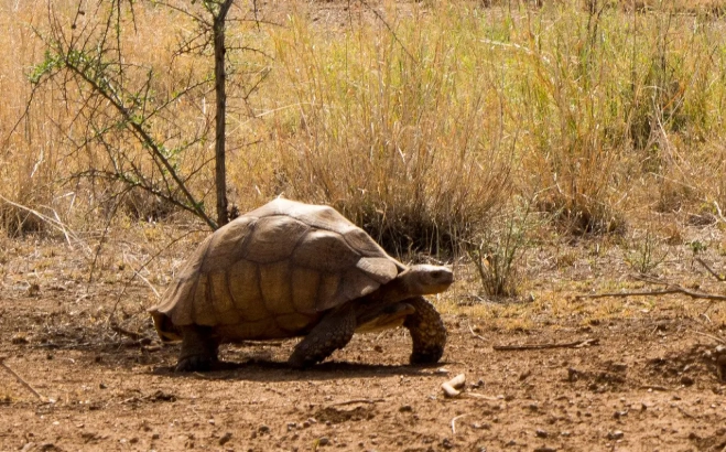 蘇卡達象龜飼養 蘇卡達象龜飼養