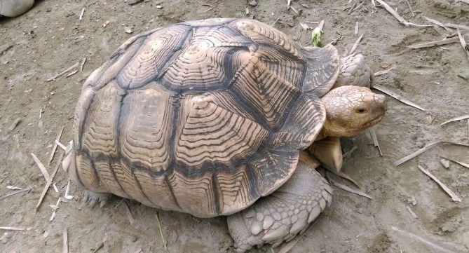陸龜成年特徵 陸龜成年特徵