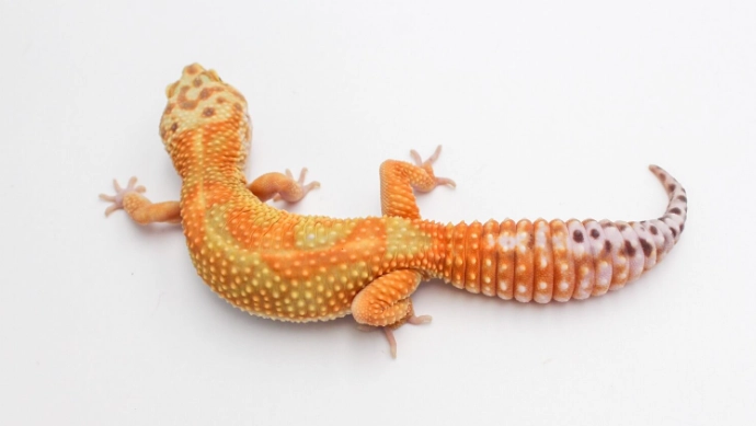 豹紋守宮飼養溫度