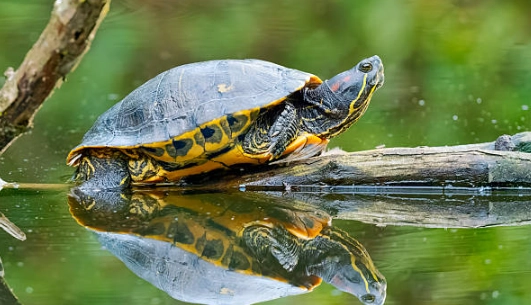 澤龜離開水時間