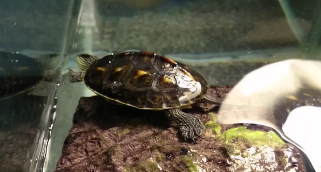 澤龜餵水果注意事項