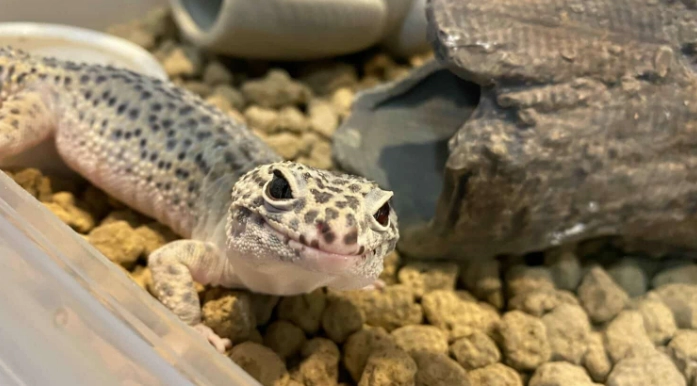 豹紋守宮環境設置