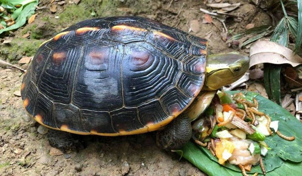 烏龜不能吃的水果