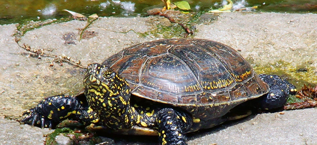 澤龜適合吃的水果