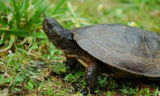 烏龜蔬菜清單 烏龜蔬菜清單