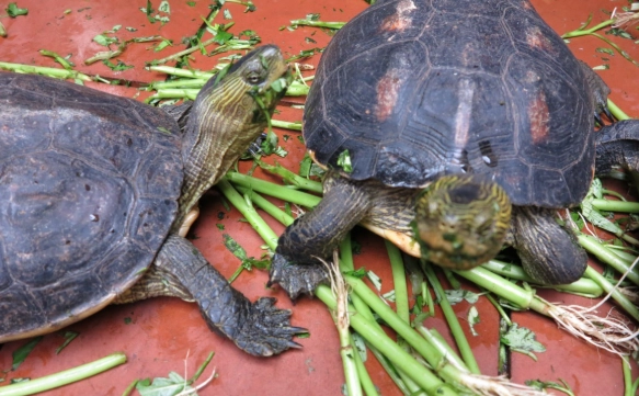 烏龜吃什麼菜 烏龜吃什麼菜