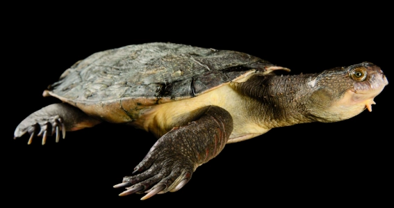 烏龜食物禁忌 烏龜食物禁忌