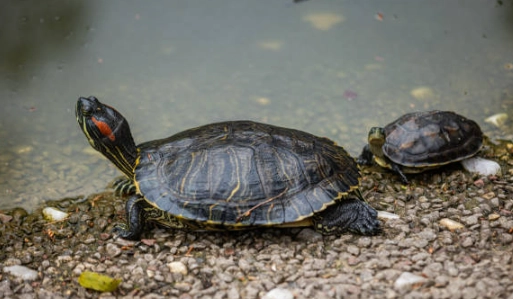 澤龜離開水時間