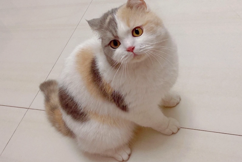 玳瑁貓三花貓差別