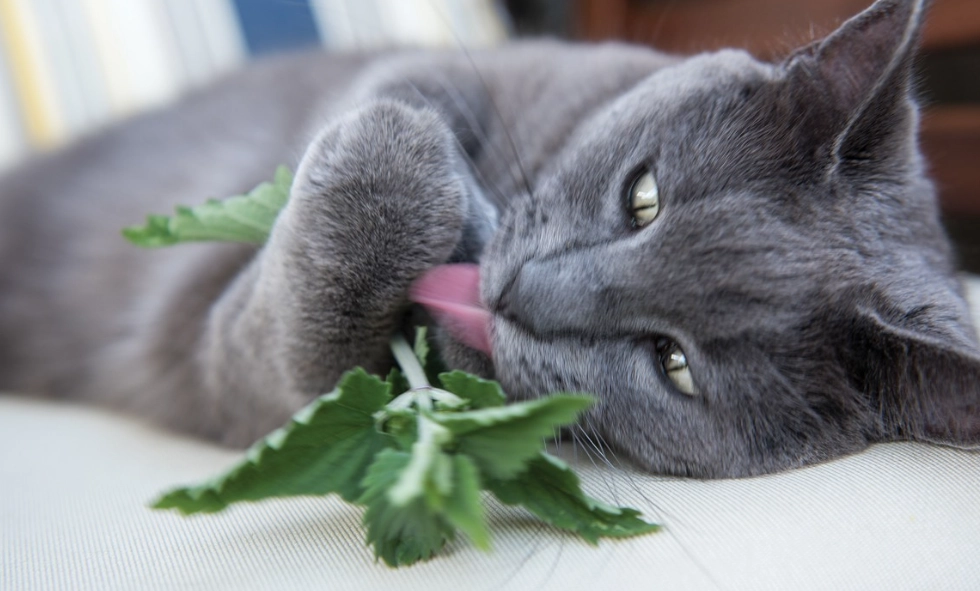 貓薄荷對貓的影響