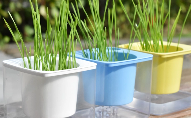 水培貓草預防發霉