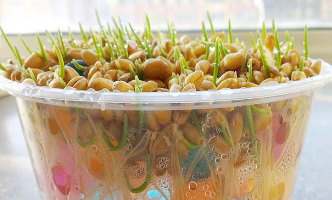 水培貓草預防發霉