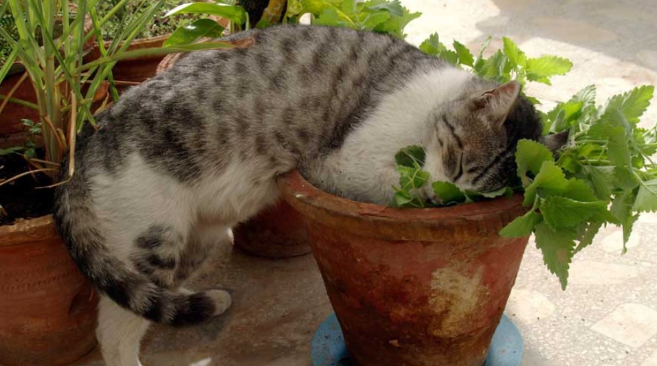 貓薄荷使用方法